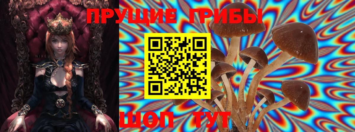 Галлюциногенные грибы Cubensis Владимир